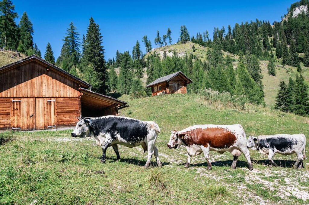 Rinder auf der Alm von Odlada unterhalb des Kreuzkofels
