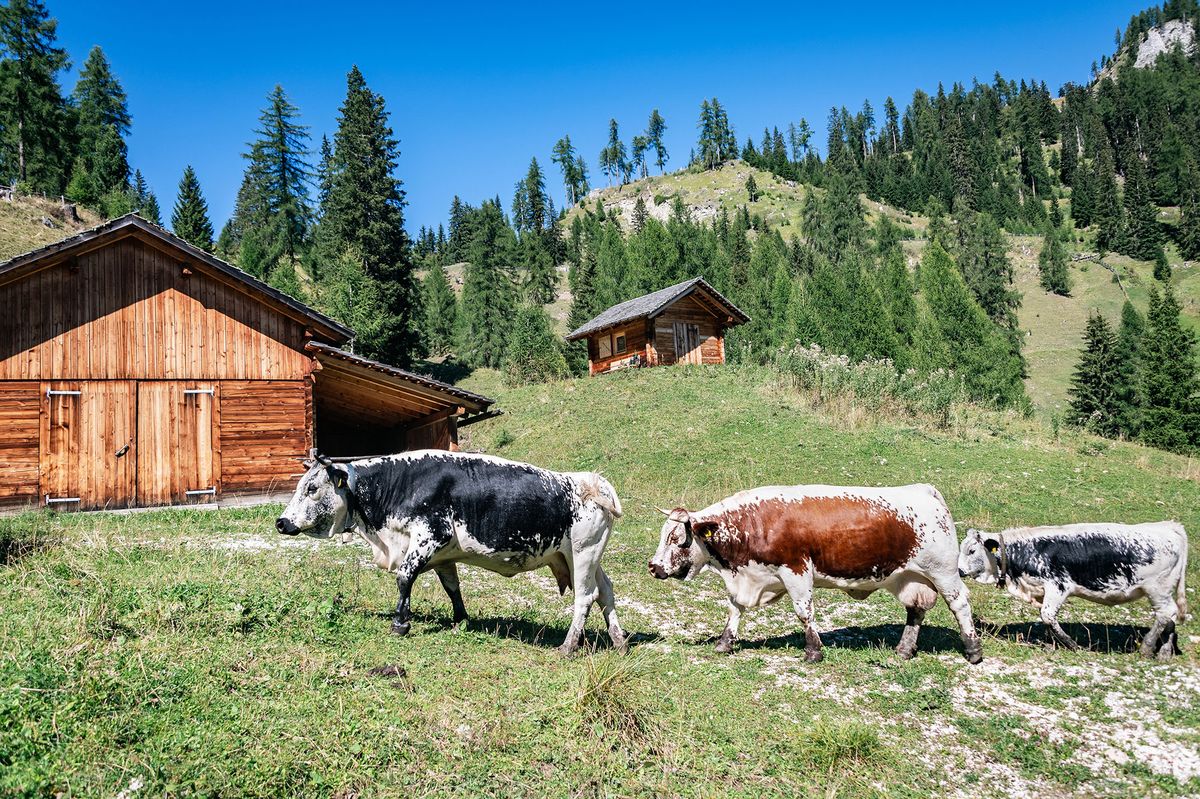 Rinder auf der Alm von Odlada unterhalb des Kreuzkofels