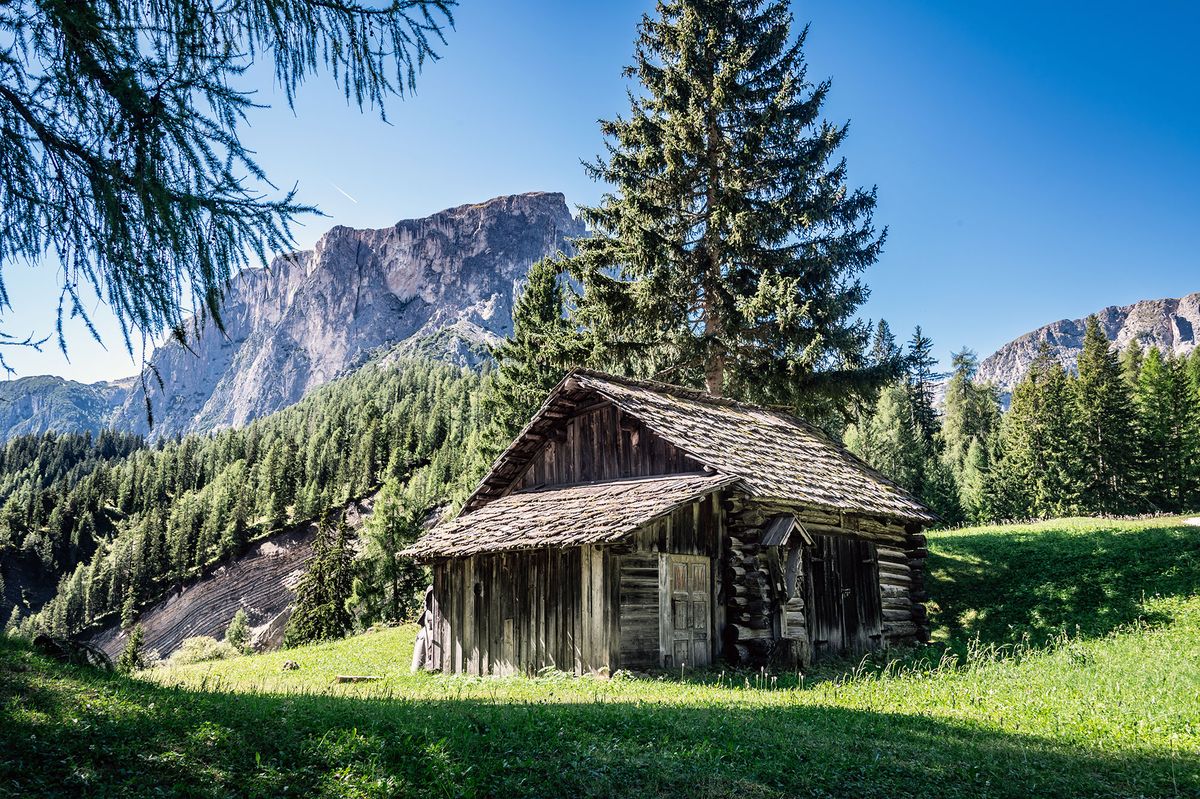 Wanderweg zwischen Lärchen zu einer Almhütte in Alta Badia